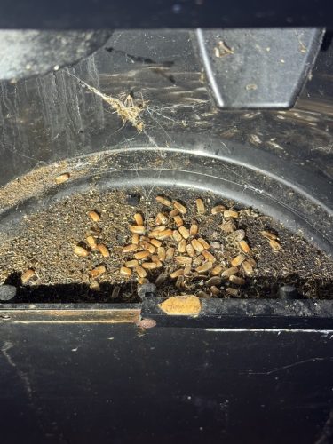 Pest-control-service-la-jolla-ca-suncoast-pest-management-updates-2-9-2026-002