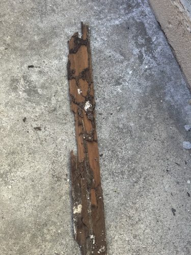 Pest-control-service-la-jolla-ca-suncoast-pest-management-updates-3-2-2026-003