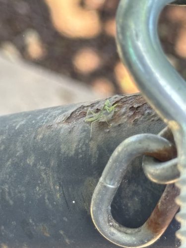 Pest-control-service-la-jolla-ca-suncoast-pest-management-updates-3-2-2026-009