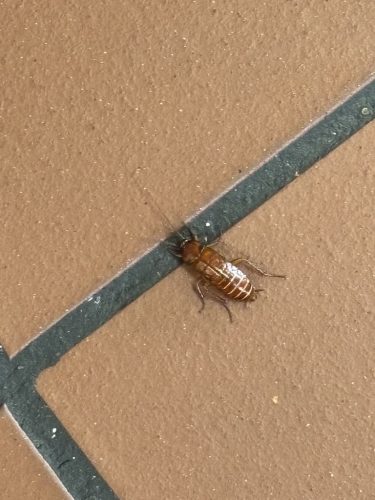 Pest-control-service-la-jolla-ca-suncoast-pest-management-updates-3-23-2026-001