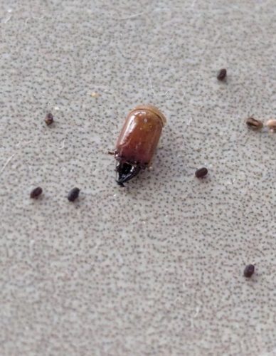 Pest-control-service-la-jolla-ca-suncoast-pest-management-updates-3-23-2026-003