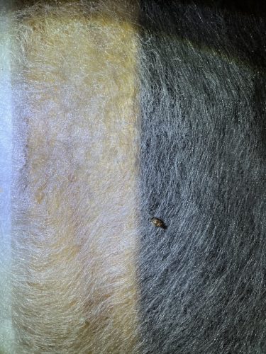 Pest-control-service-la-jolla-ca-suncoast-pest-management-updates-3-23-2026-004