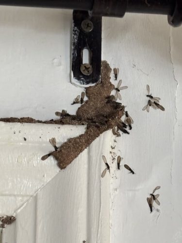 Pest-control-service-la-jolla-ca-suncoast-pest-management-updates-3-23-2026-005