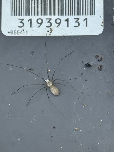 Pest-control-service-la-jolla-ca-suncoast-pest-management-updates-3-23-2026-008
