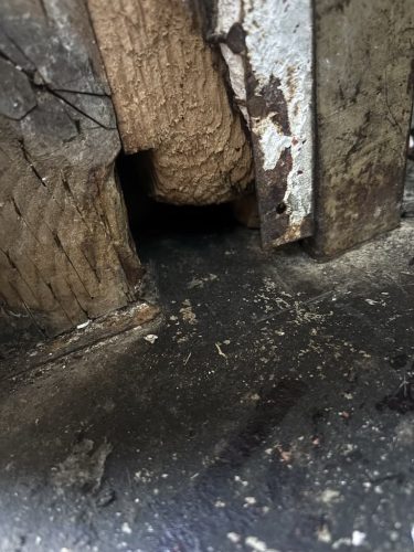 Pest-control-service-la-jolla-ca-suncoast-pest-management-updates-3-9-2026-003