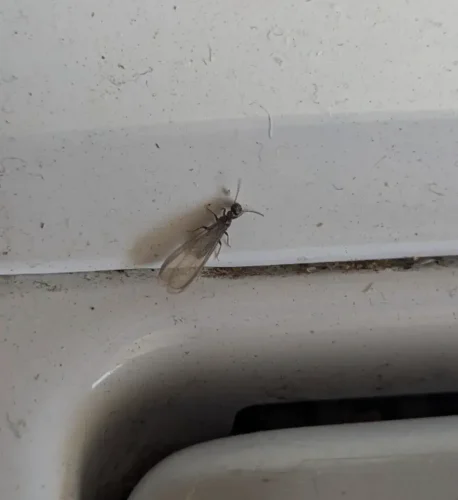 Pest-control-service-la-jolla-ca-suncoast-pest-management-updates-3-9-2026-003