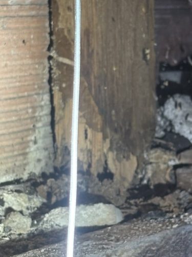 Pest-control-service-la-jolla-ca-suncoast-pest-management-updates-3-9-2026-004