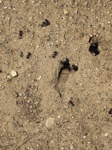 Pest-control-service-la-jolla-ca-suncoast-pest-management-updates-4-27-2026-1