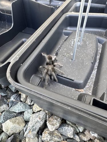 Pest-control-service-la-jolla-ca-suncoast-pest-management-updates-4-27-2026-2