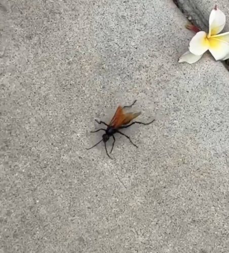 Pest-control-service-la-jolla-ca-suncoast-pest-management-updates-5-18-2026-1