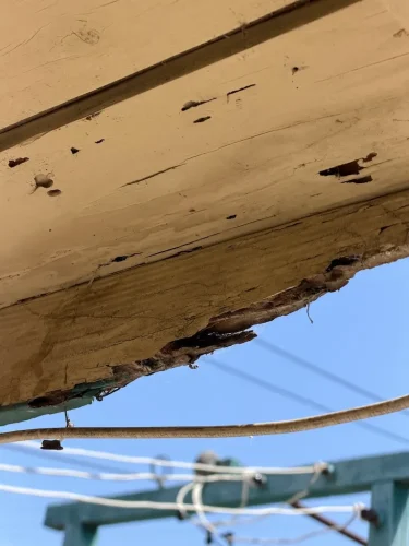 Pest-control-service-la-jolla-ca-suncoast-pest-management-updates-5-25-2026-003