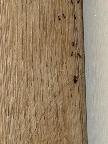 Pest-control-service-la-jolla-ca-suncoast-pest-management-updates-5-25-2026-005