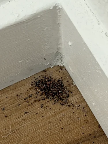 Pest-control-service-la-jolla-ca-suncoast-pest-management-updates-5-25-2026-006
