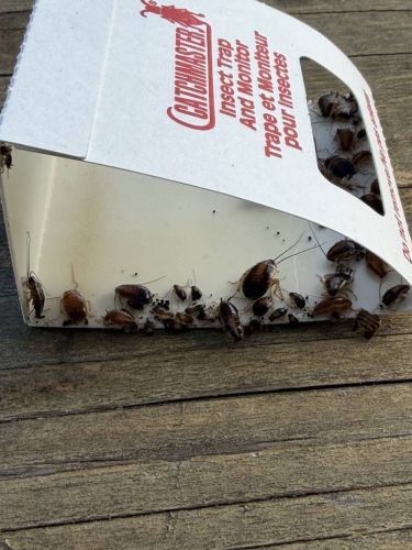 Pest-control-service-la-jolla-ca-suncoast-pest-management-updates-5-4-2026-5