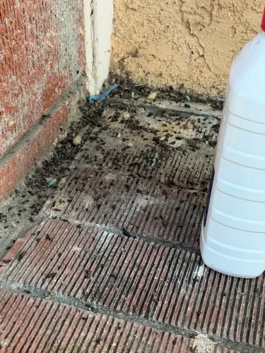 Pest-control-service-la-jolla-ca-suncoast-pest-management-updates-6-1-2026-005