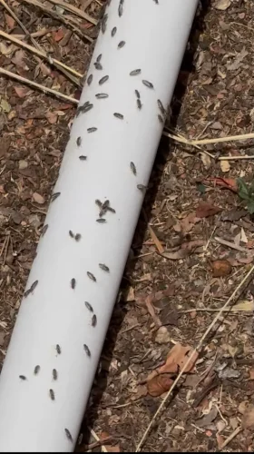 Pest-control-service-la-jolla-ca-suncoast-pest-management-updates-6-1-2026-006