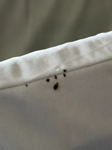 Pest-control-service-la-jolla-ca-suncoast-pest-management-updates-6-29-2026-005