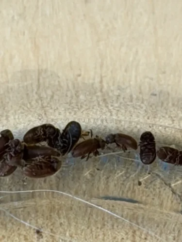 Pest-control-service-la-jolla-ca-suncoast-pest-management-updates-6-29-2026-007