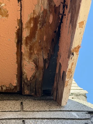 Pest-control-service-la-jolla-ca-suncoast-pest-management-updates-7-13-2026-001