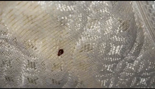 Pest-control-service-la-jolla-ca-suncoast-pest-management-updates-7-13-2026-004