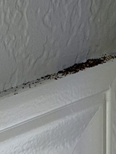 Pest-control-service-la-jolla-ca-suncoast-pest-management-updates-7-20-2026-2