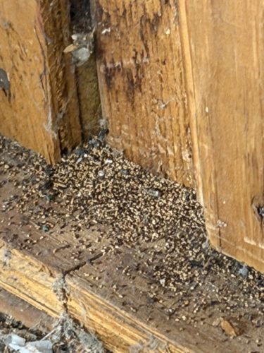 Pest-control-service-la-jolla-ca-suncoast-pest-management-updates-7-20-2026-3