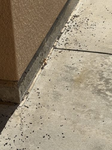 Pest-control-service-la-jolla-ca-suncoast-pest-management-updates-7-20-2026-5