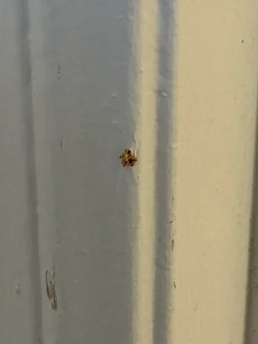 Pest-control-service-la-jolla-ca-suncoast-pest-management-updates-7-27-2026-001