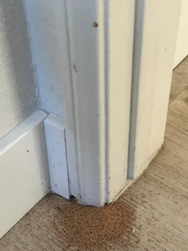 Pest-control-service-la-jolla-ca-suncoast-pest-management-updates-7-27-2026-002