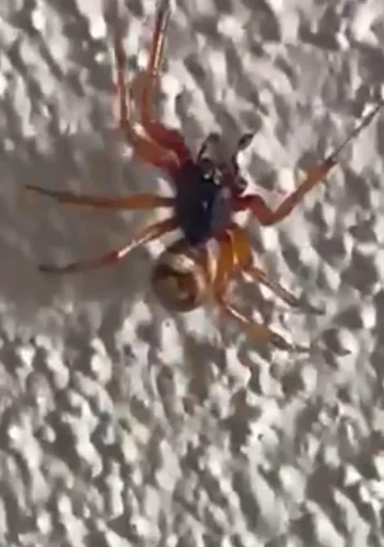 Pest-control-service-la-jolla-ca-suncoast-pest-management-updates-7-27-2026-003