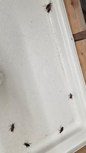 Pest-control-service-la-jolla-ca-suncoast-pest-management-updates-8-10-2026-2