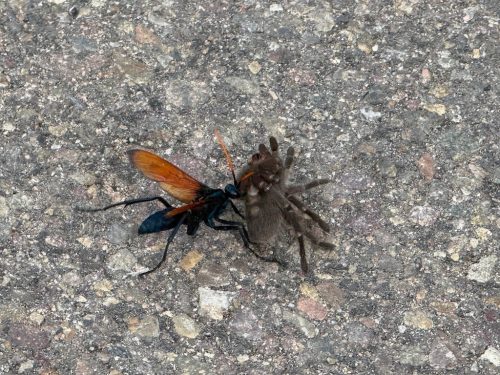 Pest-control-service-la-jolla-ca-suncoast-pest-management-updates-8-17-2026-1