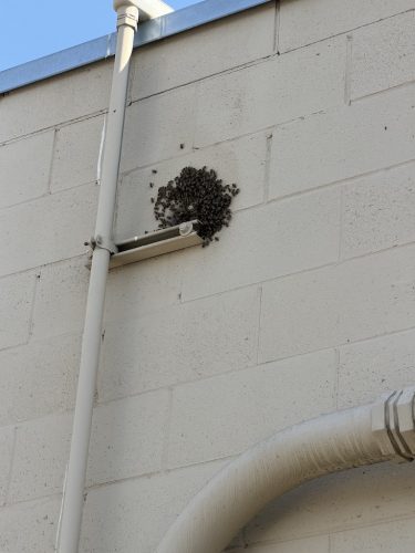 Pest-control-service-la-jolla-ca-suncoast-pest-management-updates-8-17-2026-2