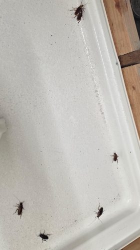 Pest-control-service-la-jolla-ca-suncoast-pest-management-updates-8-3-2026-4