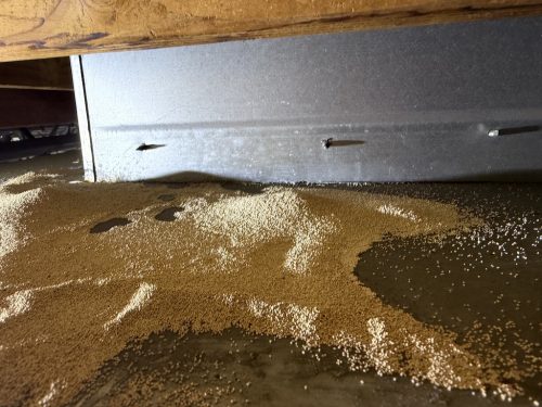 Pest-control-service-la-jolla-ca-suncoast-pest-management-updates-8-3-2026-7