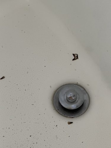 Pest-control-service-pacific-beach-san-diego-ca-suncoast-pest-management-updates-8-31-2026-3