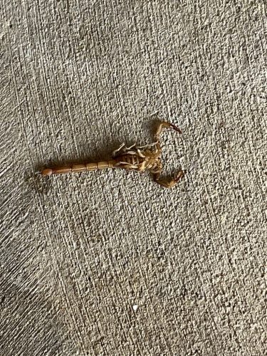 Pest-control-service-pacific-beach-san-diego-ca-suncoast-pest-management-updates-9-14-2026-1