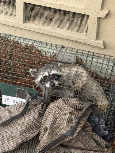 Pest-control-service-pacific-beach-san-diego-ca-suncoast-pest-management-updates-9-14-2026-2