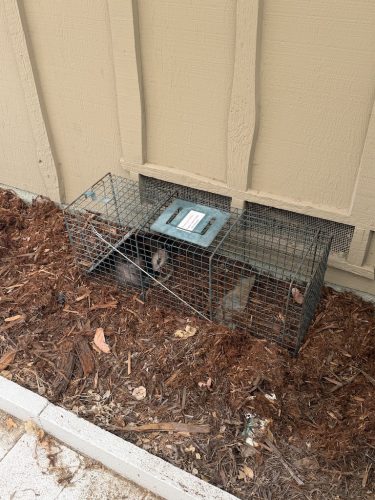 Pest-control-service-pacific-beach-san-diego-ca-suncoast-pest-management-updates-9-14-2026-3